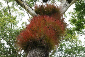 Tillandsia juncea, bright red leaf tips during early dry season, Tikal, Guatemala