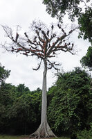 Tillandsia juncea covering the branches of Ceiba pentandra during the dry season, Tikal, Guatemala