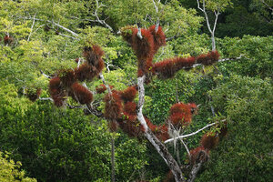 Tillandsia juncea, dense epiphytic clusters on trees among the Maya temples, Tikal, Guatemala