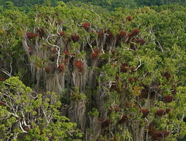Tillandsia juncea with bright red leaves at early dry season and the grey leaved hanging Tillandsia usneoides, Tikal, Guatemala