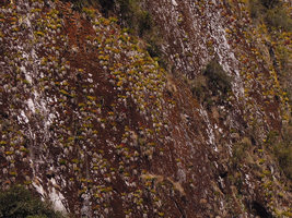 Tillandsia machupicchuensis among mosses and algae, covering the bare vertical surfaces of the rock, Aguas Calientes, Cuzco, Peru