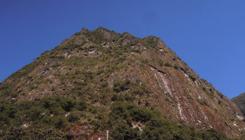 Tillandsia machupicchuensis covering the bare vertical surfaces of the rock, Aguas Calientes, Cuzco, Peru