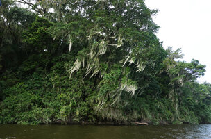 Tillandsia usneoides undulating with the wind, Petexbatun, Peten, Guatemala