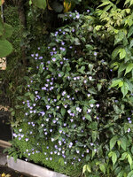 Tinantia pringlei blooming in Automn on the Green Hotel Vertical Garden, Paris