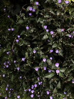 Tinantia pringlei on the Green Hotel&#039;s Vertical Garden blooming in Automn, Paris