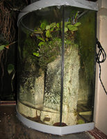 Tiny Halong Bay style vertical garden in Patrick Blanc Home, Creteil, 2003