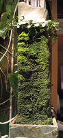 Tiny vertical garden covered by algae and mosses in Patrick Blanc Home, Creteil, 2003