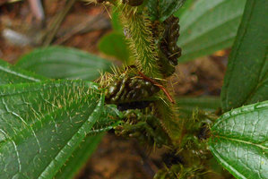 Tococa spadiciflora, dark brown corrugated and crumpled ant domatia on the petiole, close up, El Amargal, Arusi, Choco, Colombia