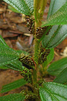 Tococa spadiciflora, dark brown corrugated ant pouches on the petiole, Arusi, Choco, Colombia
