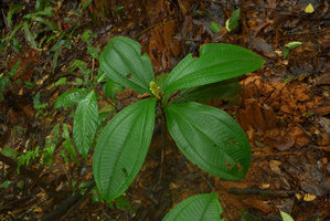 Tococa spadiciflora, flowering monocaulous individual, El Amargal, Arusi, Choco, Colombia