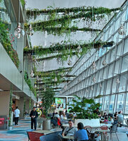Top Blades in the Gourmet Garden, like forest tree limbs covered by hanging epiphytic ferns and orchids, Changi T 2 expansion