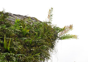 Toraja tongkonan house roof covered by mosses and ferns, especially Davallia denticulata, Pyrrosia lanceolata and Drynaria sparsisora with erect foliage fronds, Lemo, Tana Toraja, South Sulawesi