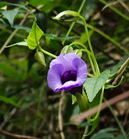Torenia concolor, flower, Datanla Waterfall, Dalat, Vietnam