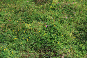 Torenia hirsutissima and Impatiens sp. densely covering an oblique seeping sandstone slab, Phu Hin Rong Kla NP, Phitsanulok, Thailand