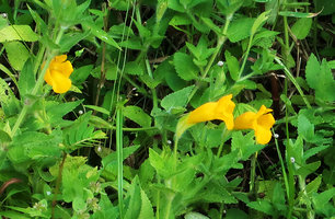 Torenia hirsutissima, flowering stems, Phu Hin Rong Kla NP, Phitsanulok, Thailand