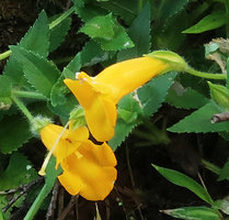 Torenia hirsutissima, flowers, Phu Hin Rong Kla NP, Phitsanulok, Thailand