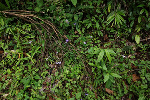 Torenia scandens and Strobilanthes sp. creeping and flowering in forest understory, Bidoup Nui Ba NP, Vietnam