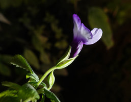 Torenia scandens, bilobed four winged calyx, Bidoup Nui Ba NP, Vietnam