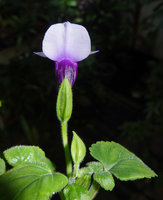 Torenia scandens, leaves, calyx and corolla, back view, Bidoup Nui Ba NP, Vietnam