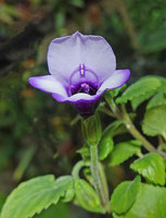 Torenia scandens, upper almost entire orolla lobe and jointed anthers, Bidoup Nui Ba NP, Vietnam