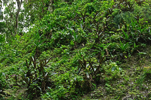 Tradescantia spathacea, mixed population of plain green and purple narrow leaved forms on rocky slope at the base of Maya ruins, Tikal, Guatemala