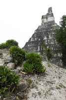 Tradescantia spathacea, plain green clustered population with erect leaves in full sun among Maya ruins, Tikal, Guatemala