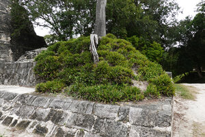 Tradescantia spathacea, plain green dense population of basally branched individuals with erect leaves in full sun among Maya ruins, Tikal, Guatemala