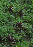 Tradescantia spathacea, a wide leaved form with dark purple underside of leaves growing with Begonia sericoneura, Tikal, Guatemala