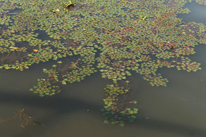 Trapa natans, a form with a brown circular blotch at the base of the leaf blade, Liwonde NP, Malawi
