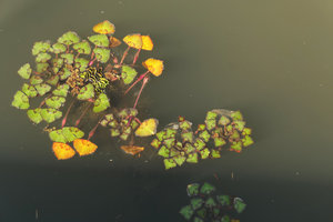 Trapa natans, leaf blade reaching early its definitive size while the petiole elongates during all the leaf life span, allowing blade shade avoidance, Liwonde NP, Malawi