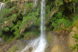 Travertine rock waterfall mostly covered by mosses and Adiantum capillus-veneris, El Nicho, Cienfuegos, Cuba