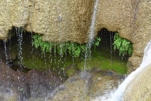 Travertine waterfall with carbonate concretions, mosses and Adiantum capillus-veneris, El Nicho, Cienfuegos, Cuba