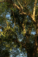 Tree branches densely covered by numerous epiphytic species, Putao, Kachin, Myanmar