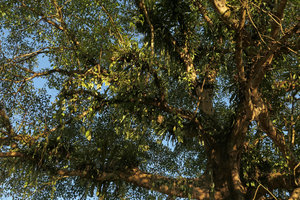 Tree densely covered by numerous epiphytic species, among them Aeschynanthus gracilis and, on the lower branch, a partly dehydrated Elatostema sp., Putao, Kachin, Myanmar