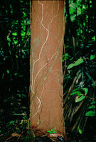 Tree roots invading upwards an old decaying tree trunk, French Guyana