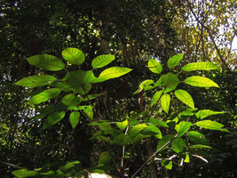 Trevesia burckii, monocaulous crown, Taman Negara, Malaysia