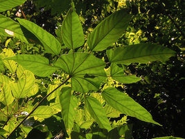 Trevesia burckii, one webbed leaf, Taman Negara, Malaysia