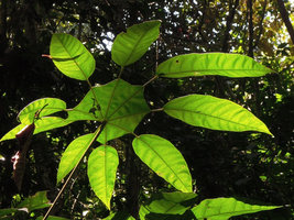Trevesia burckii,  webbed leaf, Taman Negara, Malaysia
