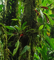 Trichodrymonia splendens, green form and anthocyanic red leaf under surface form growing as epiphytes side by side on the same tree trunk, Mashpi FR, Pichincha, Ecuador