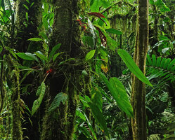 Trichodrymonia splendens, green form and anthocyanic red leaf under surface form growing as epiphytes with Anthurium amoenum, Mashpi FR, Pichincha, Ecuador