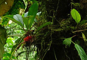 Trichodrymonia splendens, green leaf form, Mashpi FR, Pichincha, Ecuador