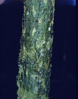 Trichomanes ankersii with thigmotropic fronds tightly appressed to a tree trunk, Saul, French Guyana