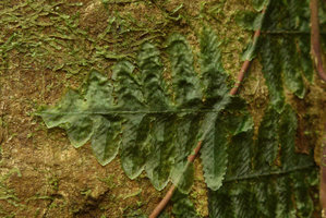 Trichomanes cf. tuerckheimii, fronds tightly appressed to tree trunk and covering every irregular surface, Utria NP, Choco, Colombia
