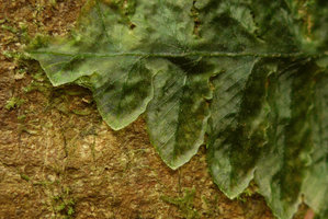 Trichomanes cf. tuerckheimii, fronds tightly appressed to tree trunk, nervation close up, Utria NP, Choco, Colombia