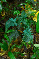 Trichomanes elegans, blue iridescent fronds, Arusi, Nuqui, Choco, Colombia