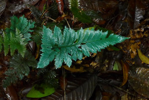 Trichomanes elegans with blue iridescent fronds, Arusi, Nuqui, Choco, Colombia