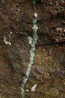 Trichosanthes sp. climbing vertically on the rock surface thanks to its adhesive pads terminating the tendrils, Tana Toraja, South Sulawesi