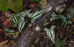 Trichosanthes wawrae, silver spotted leaves during the juvenile stage close to forest floor, Gunung Ledang, Malaysia