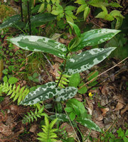 Tricyrtis affinis 'Panther', Yamaguchi, Japan