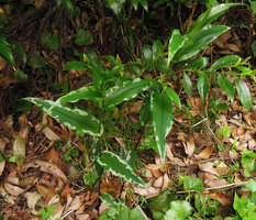 Tricyrtis affinis 'Silver border', Yamaguchi, Japan